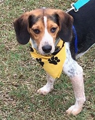 Racing for Rescues Racing for Rescues
