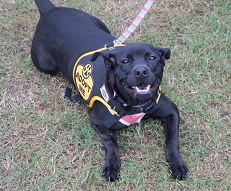 Racing for Rescues Racing for Rescues