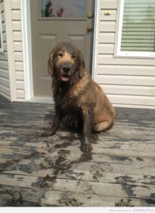 Dirty Pup Dirty Pup