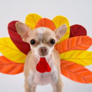 Thanksgiving Doggie