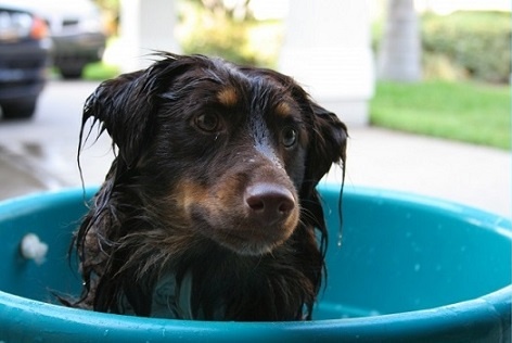 Dog Wash