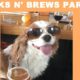 Barks n' Brews Party