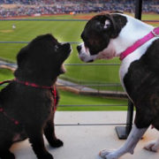 Bark in the Park