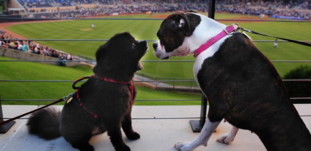 Bark in the Park