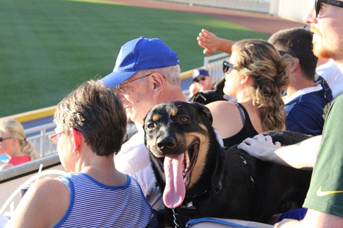 Bark in the Park