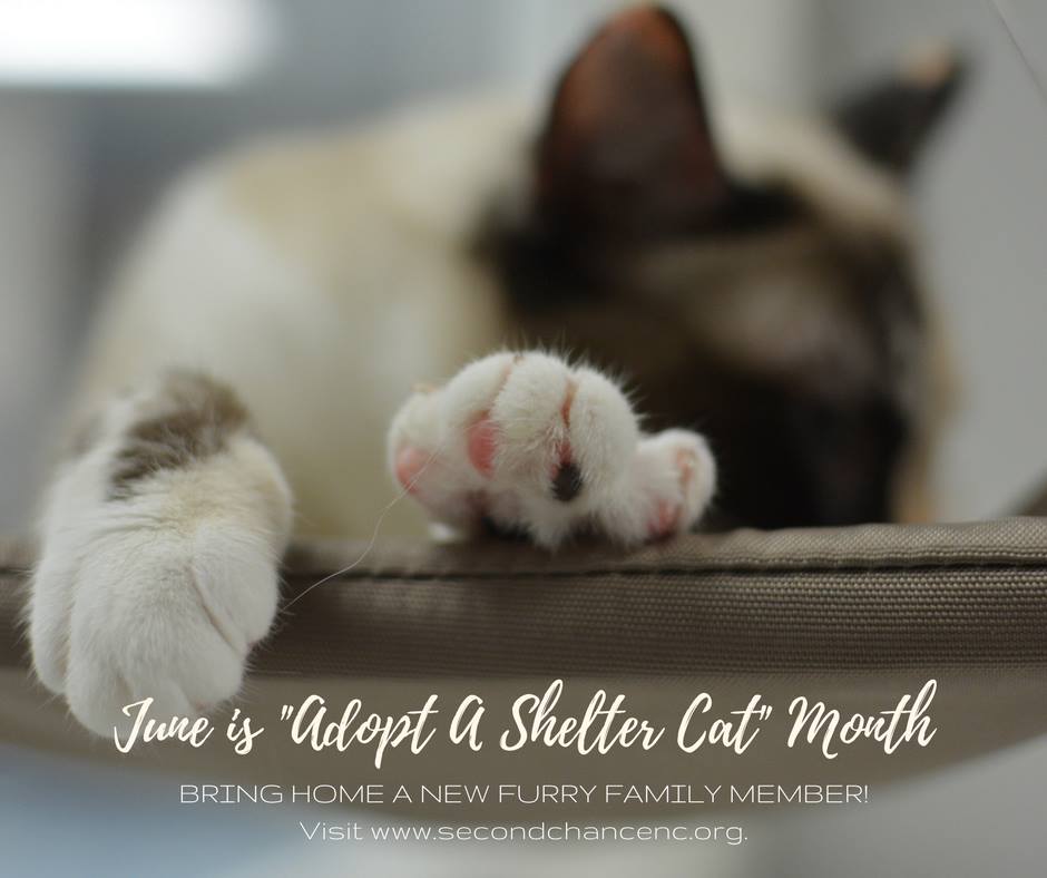 Adopt a Shelter Cat Month