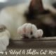 Adopt a Shelter Cat Month