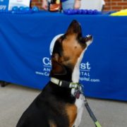 Bark in the Park May 2017
