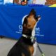 Bark in the Park May 2017