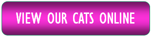View Our Cats Online